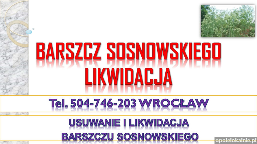 Barszczu Sosnowskiego, cena, tel. 504-746-203, likwidacja, zwalczanie